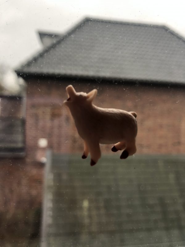 Das Schwein kräht auf dem Dach