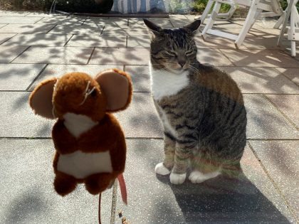 Katz und Maus